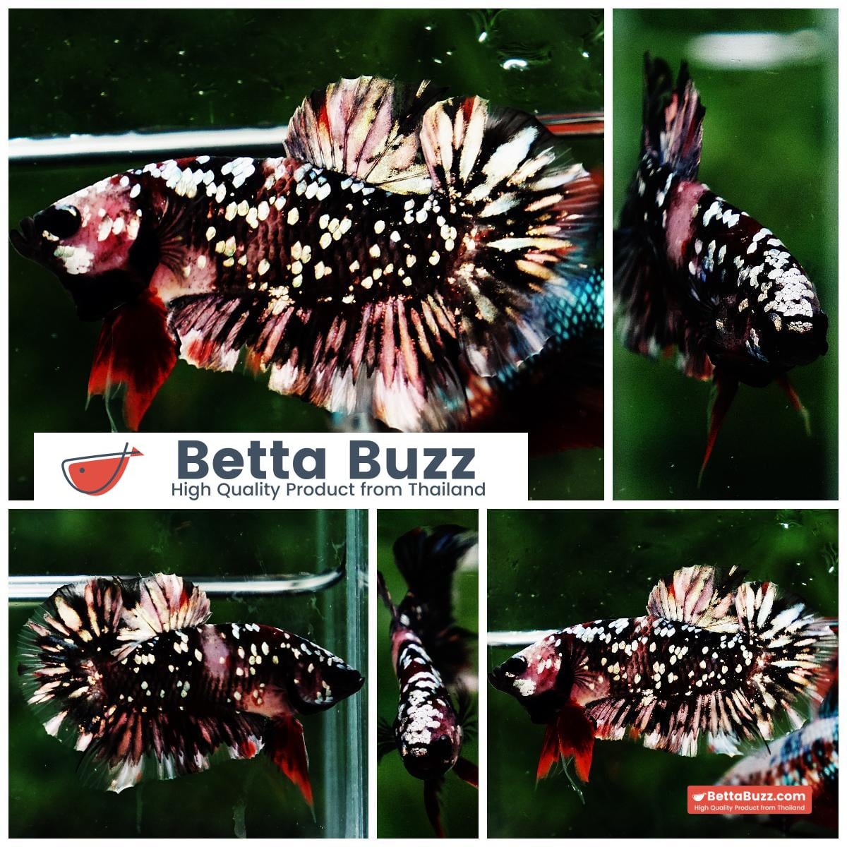 Betta fish HMPK The Dark Nebula (Rare & Comp Grade)