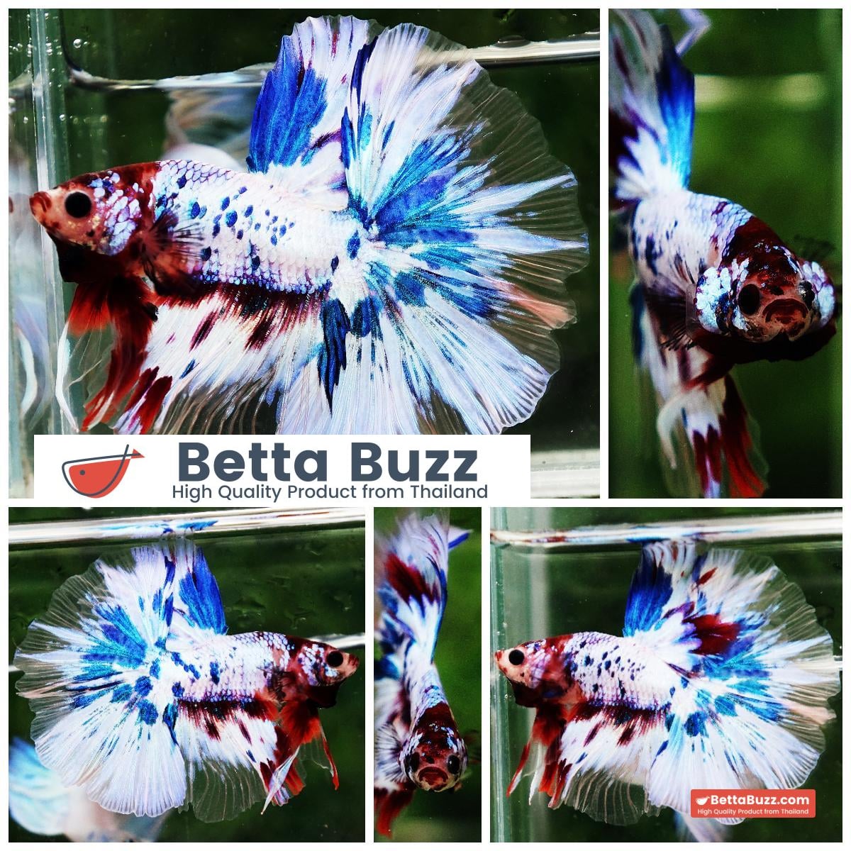 Betta fish OHM Fancy Marble Koi