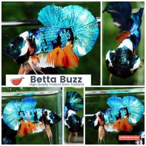 Betta fish HMPK Fancy Monster Emerald Mask