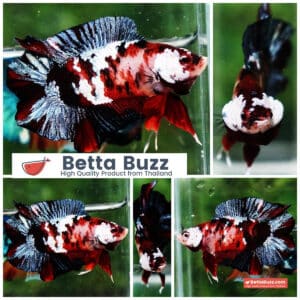 Betta fish DTPK Classic Koi Galaxy