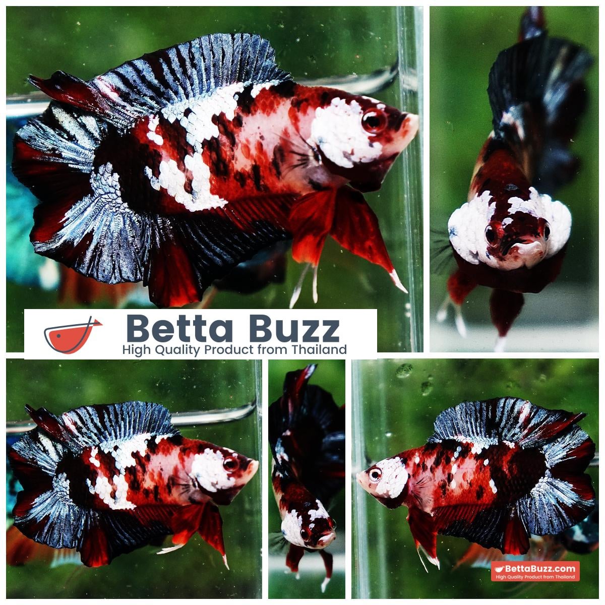 Betta fish DTPK Classic Koi Galaxy