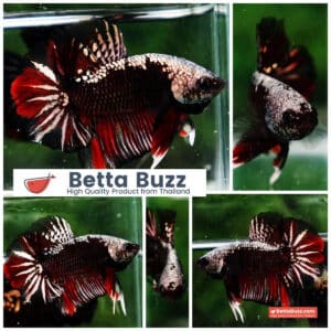 Betta fish OHMPK Red Devil Samurai Warrior