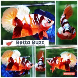 Betta fish HMPK Nemo Full Galaxy
