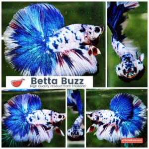 Betta fish OHM Blue Marble Frozen