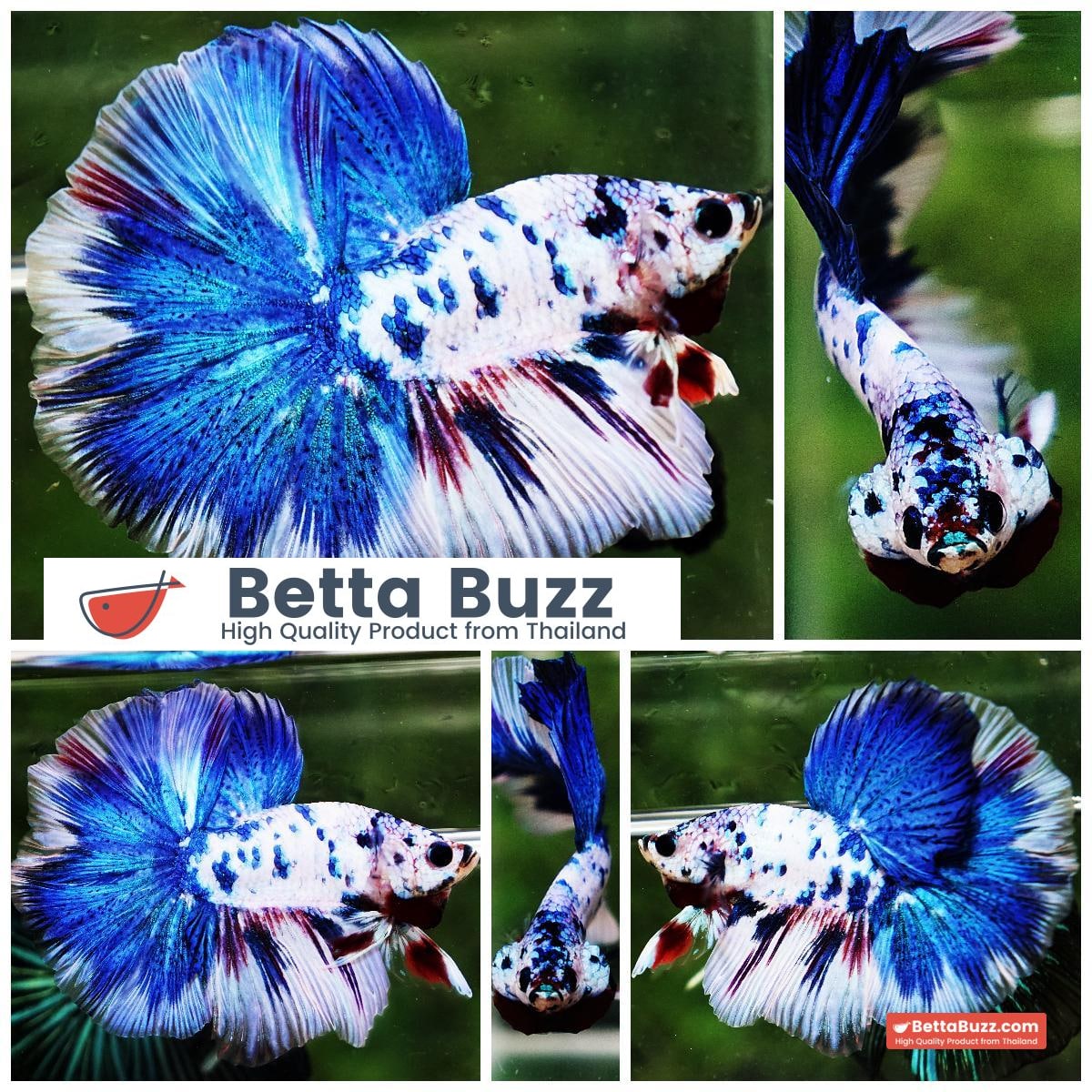 Betta fish OHM Blue Marble Frozen