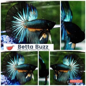 Betta fish HM Green Wild Peacock