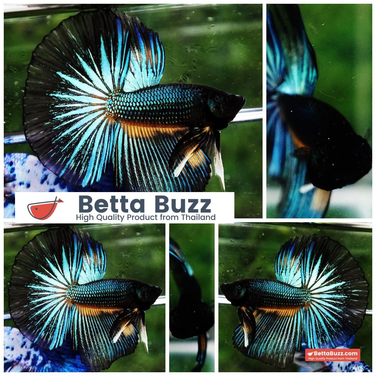 Betta fish HM Green Wild Peacock