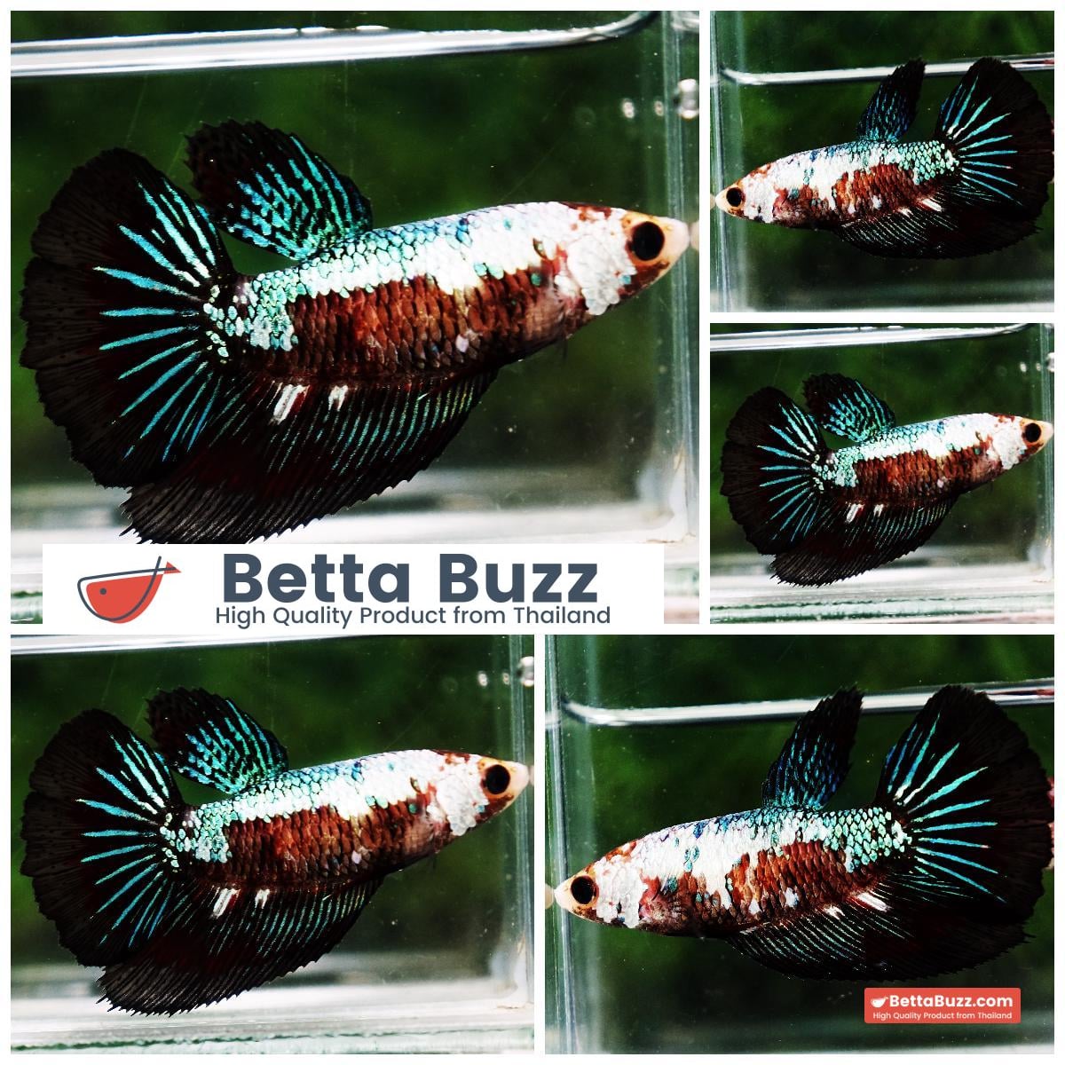 Betta fish Female HM Green White Peacock Warrior