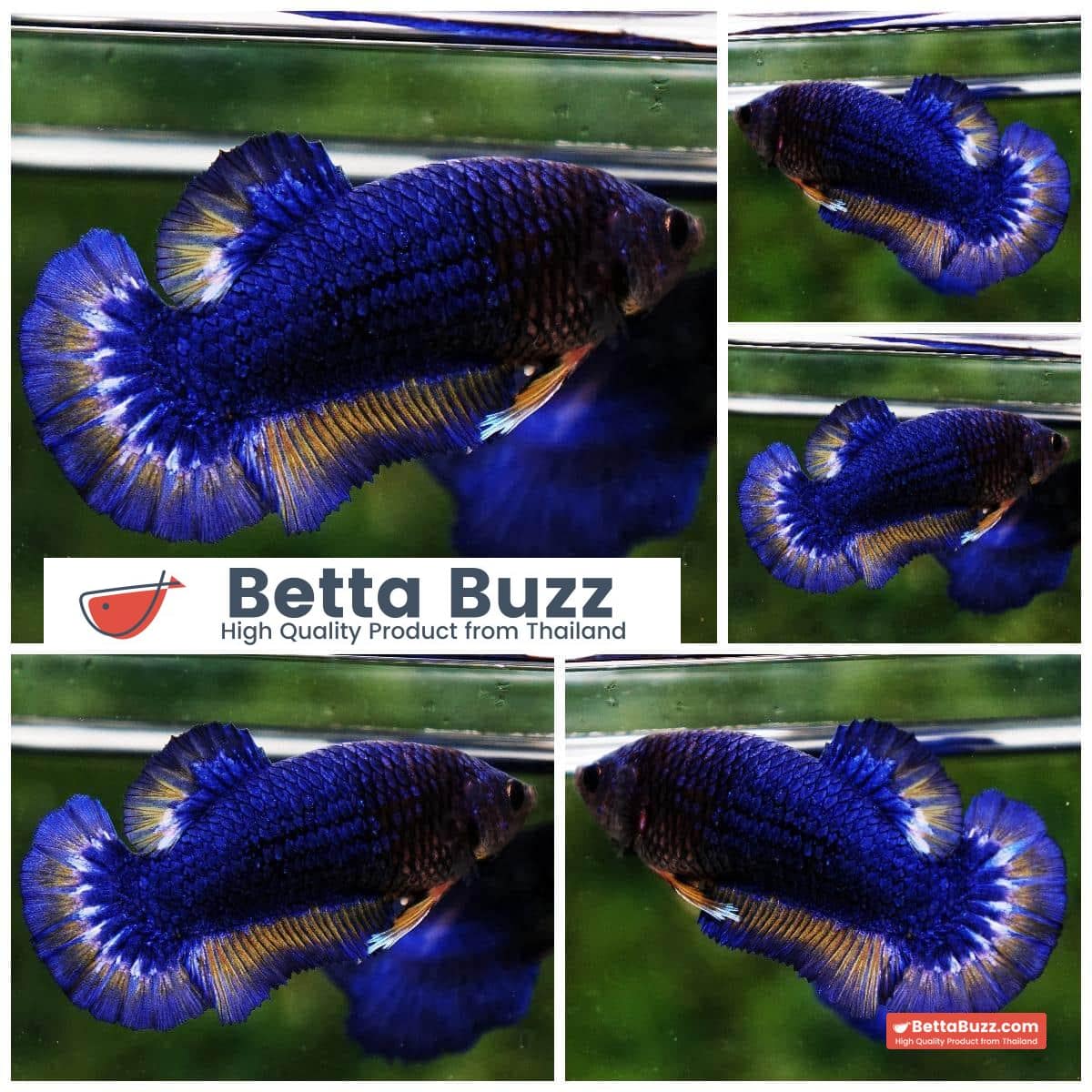 Betta fish Female HMPK Blue Mustard Butterfly