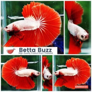 Betta fish OHM Perfect Red Dragon Hawk