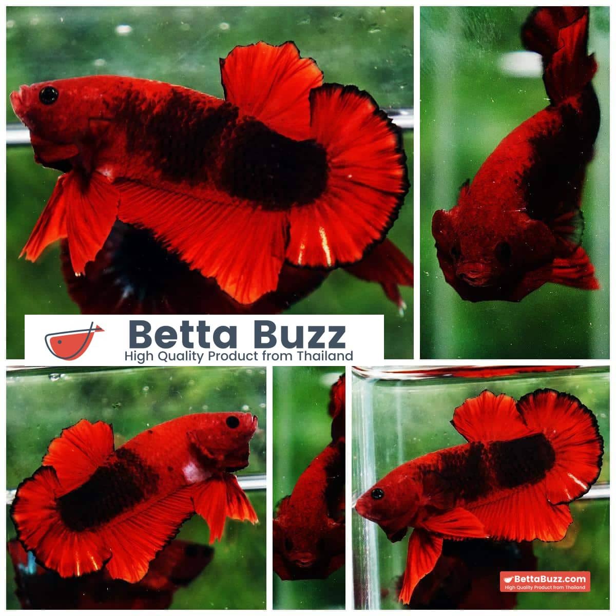 Betta fish OHMPK Hell Boy Black Ring