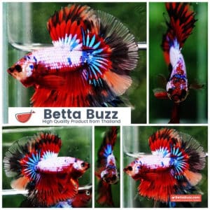 Betta fish HM Fancy Devil Dragon