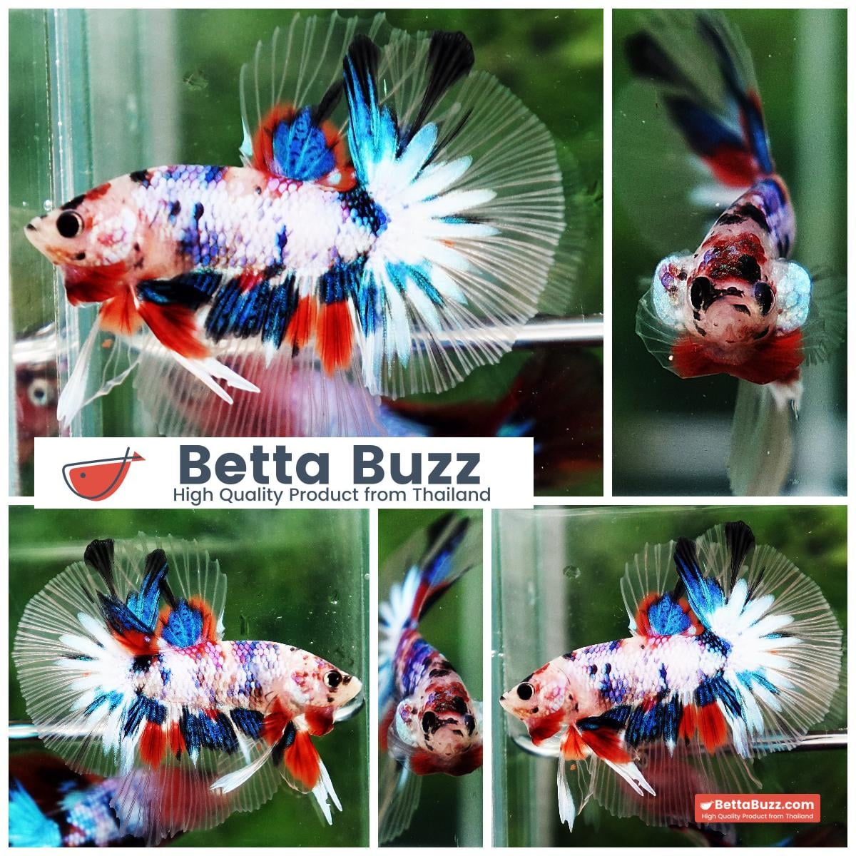 Betta fish OHM Emerald Koi Star tail