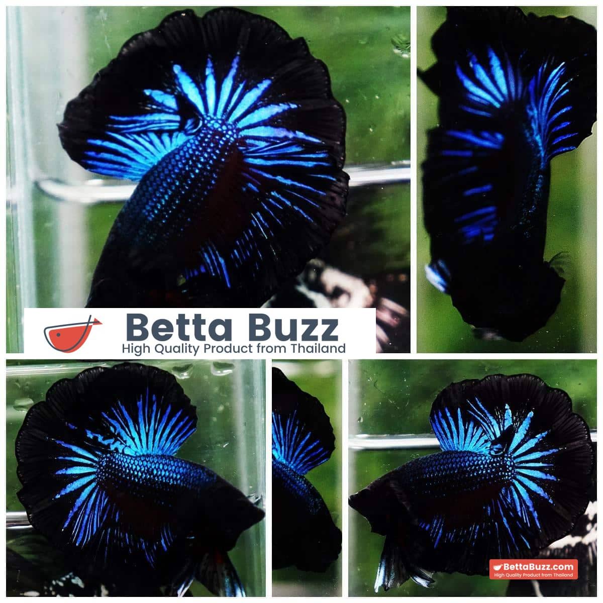 Betta fish OHM Blue Black Orchid