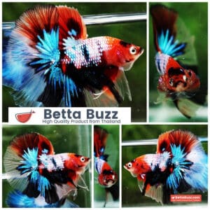 Betta fish OHM Emerald Candy Nemo Galaxy