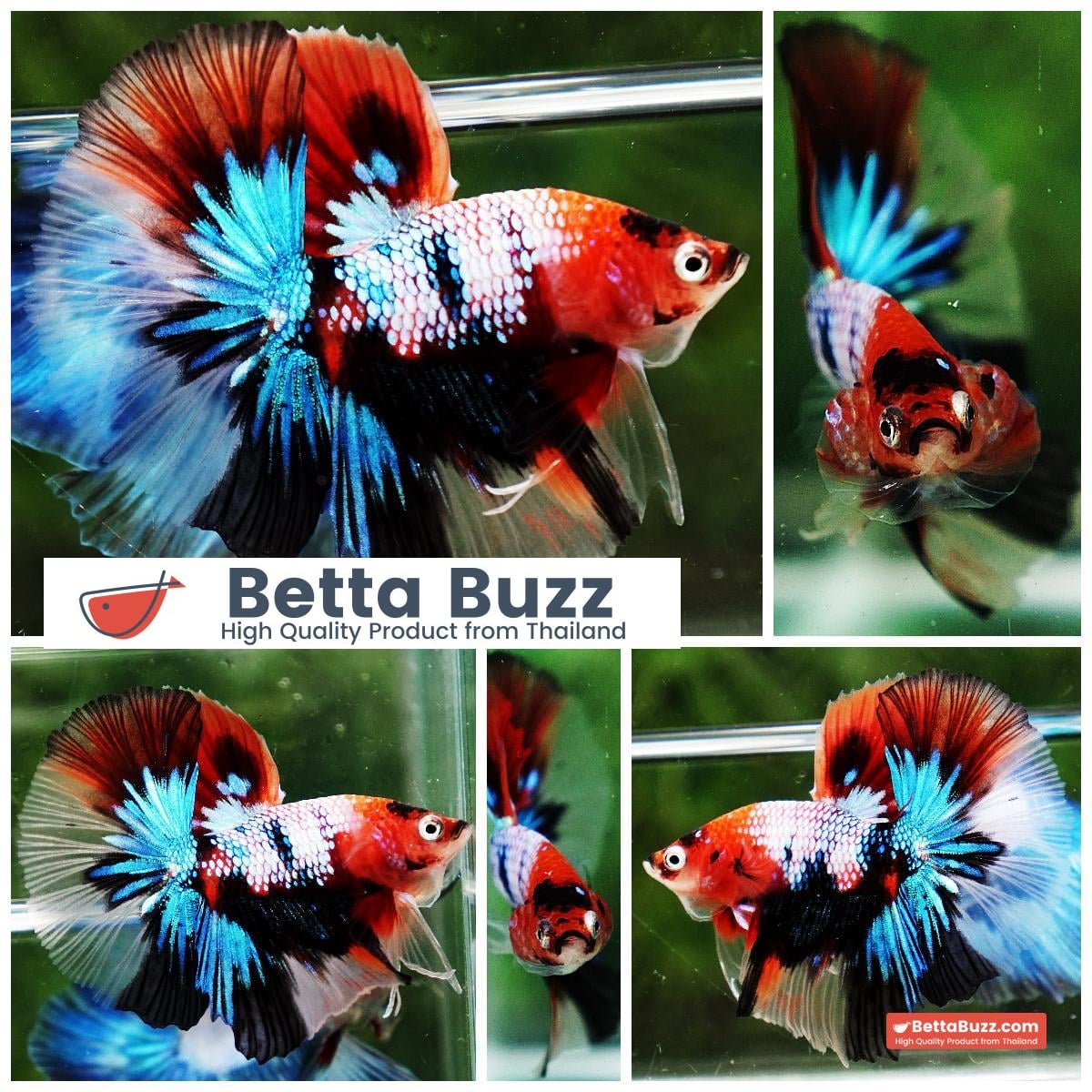 Betta fish OHM Emerald Candy Nemo Galaxy
