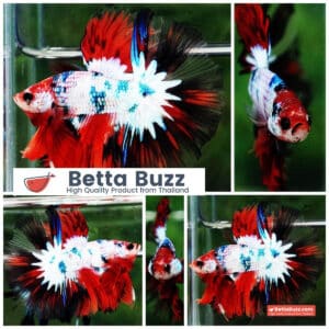 Betta fish HM Fancy Halloween Frozen marble