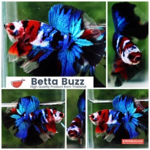 Betta fish OHM Blue Koi Red Scarf