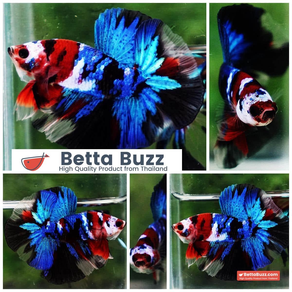 Betta fish OHM Blue Koi Red Scarf