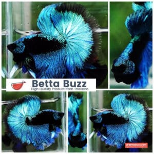 Betta fish OHM King Blue Samurai Black Mask (Rare)