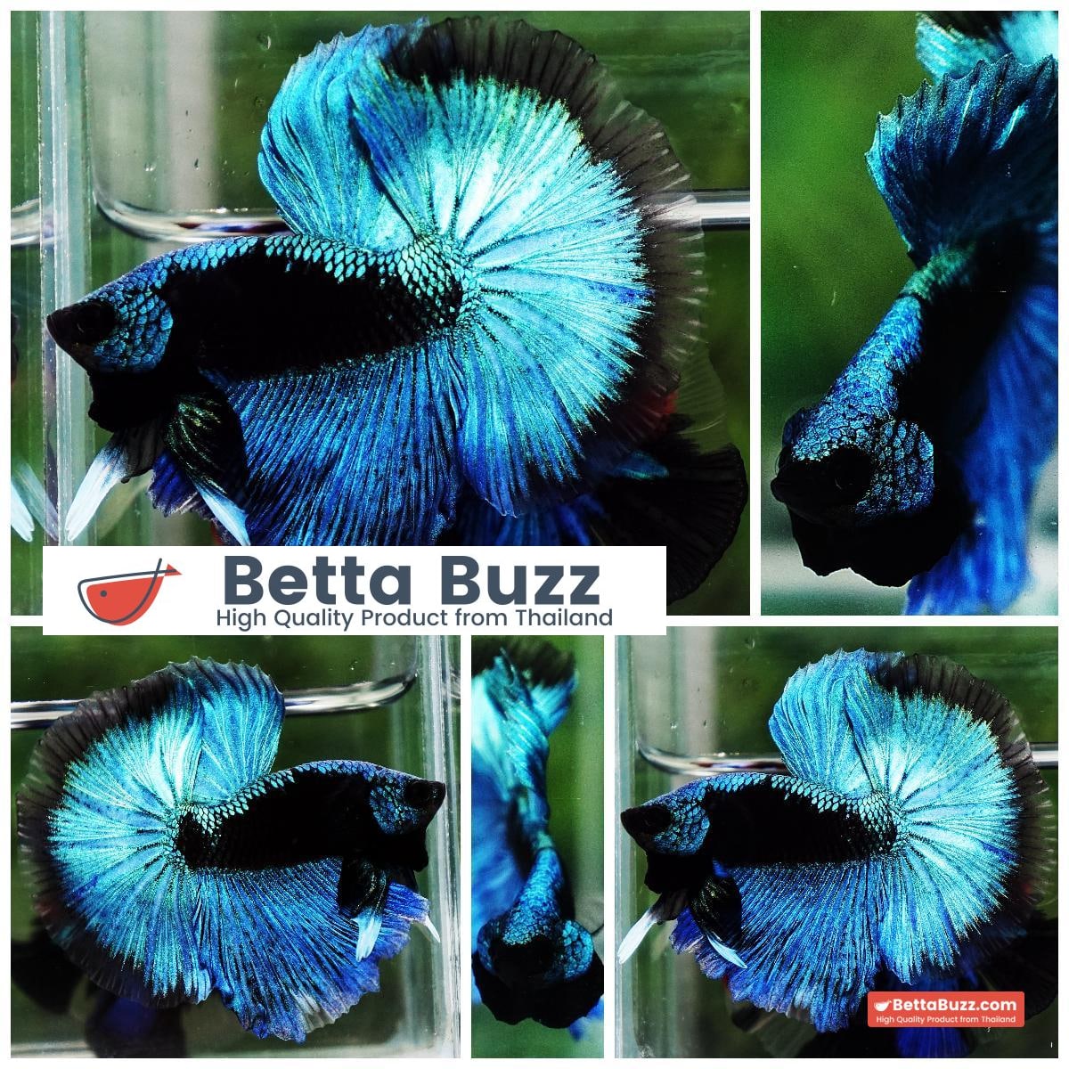 Betta fish OHM King Blue Samurai Black Mask (Rare)