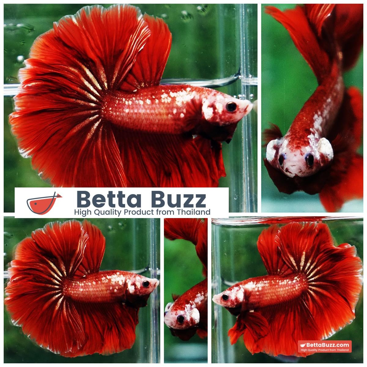Betta fish OHM Red Gold Poison Rosetail