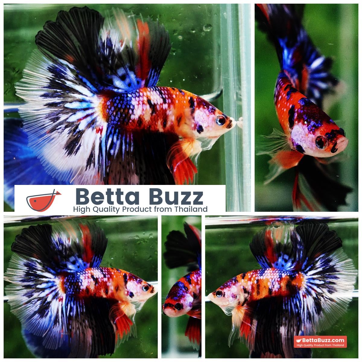 Betta fish HM Multicolor Candy Nemo Hawk