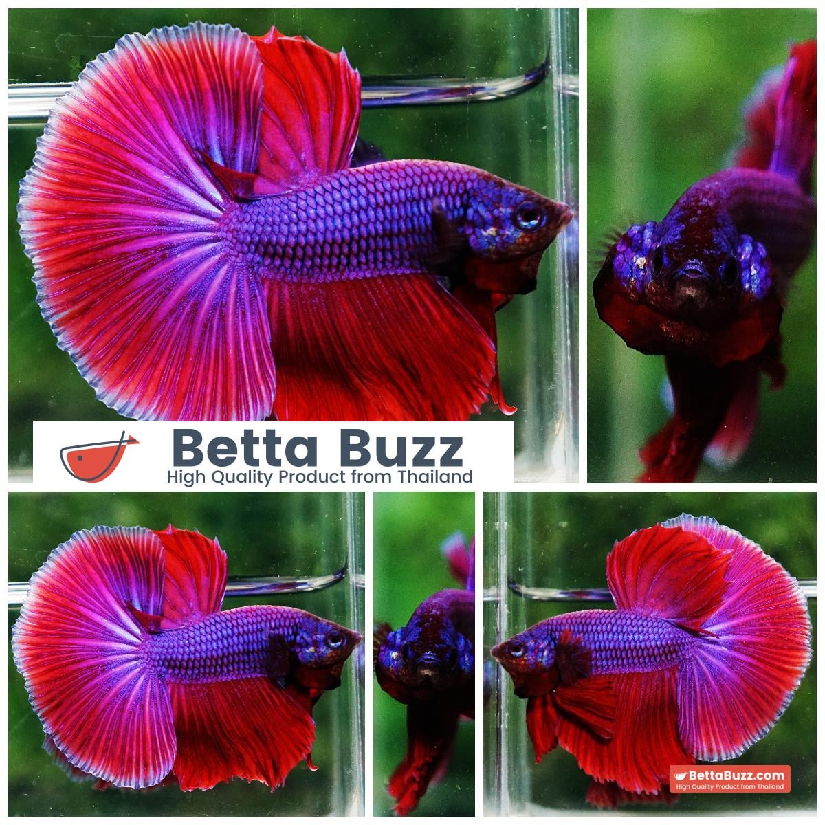 Betta fish OHM Lavender Magenta