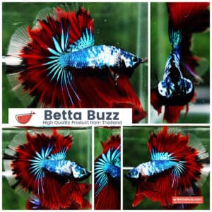Betta fish OHM Dark Catain America Fancy