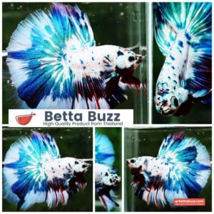 Betta fish OHM Fancy Blue Marble