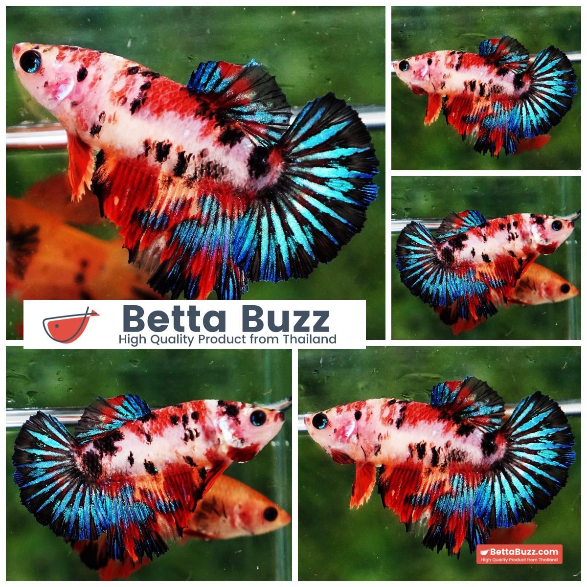 Betta fish Female HM Multicolor Candy Nemo