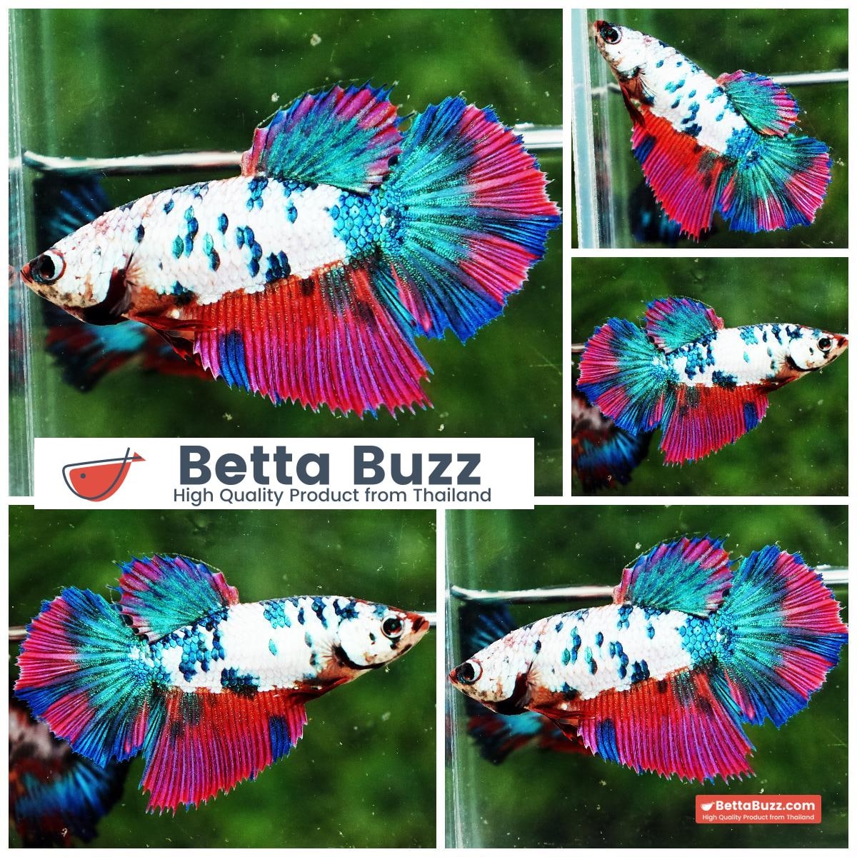 Betta fish Female HM Queen Magical Pink Blue Marble