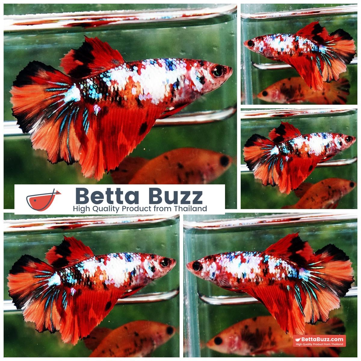 Betta fish Female HM Multicolor Fancy Candy