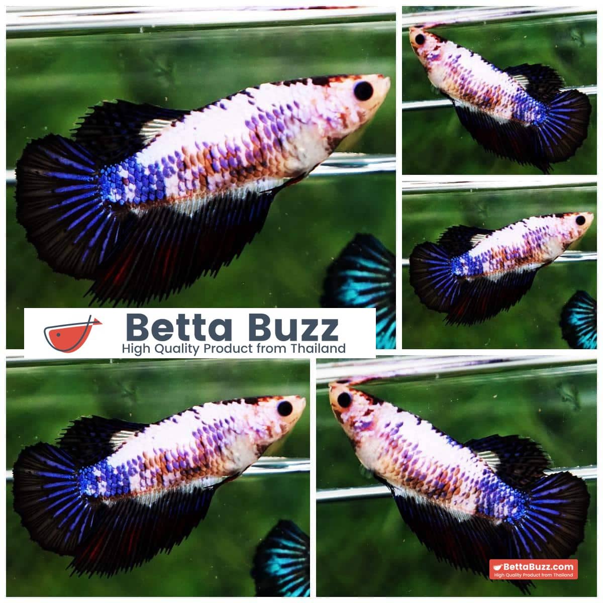 Betta fish Female HM Fancy Black Blue Marble