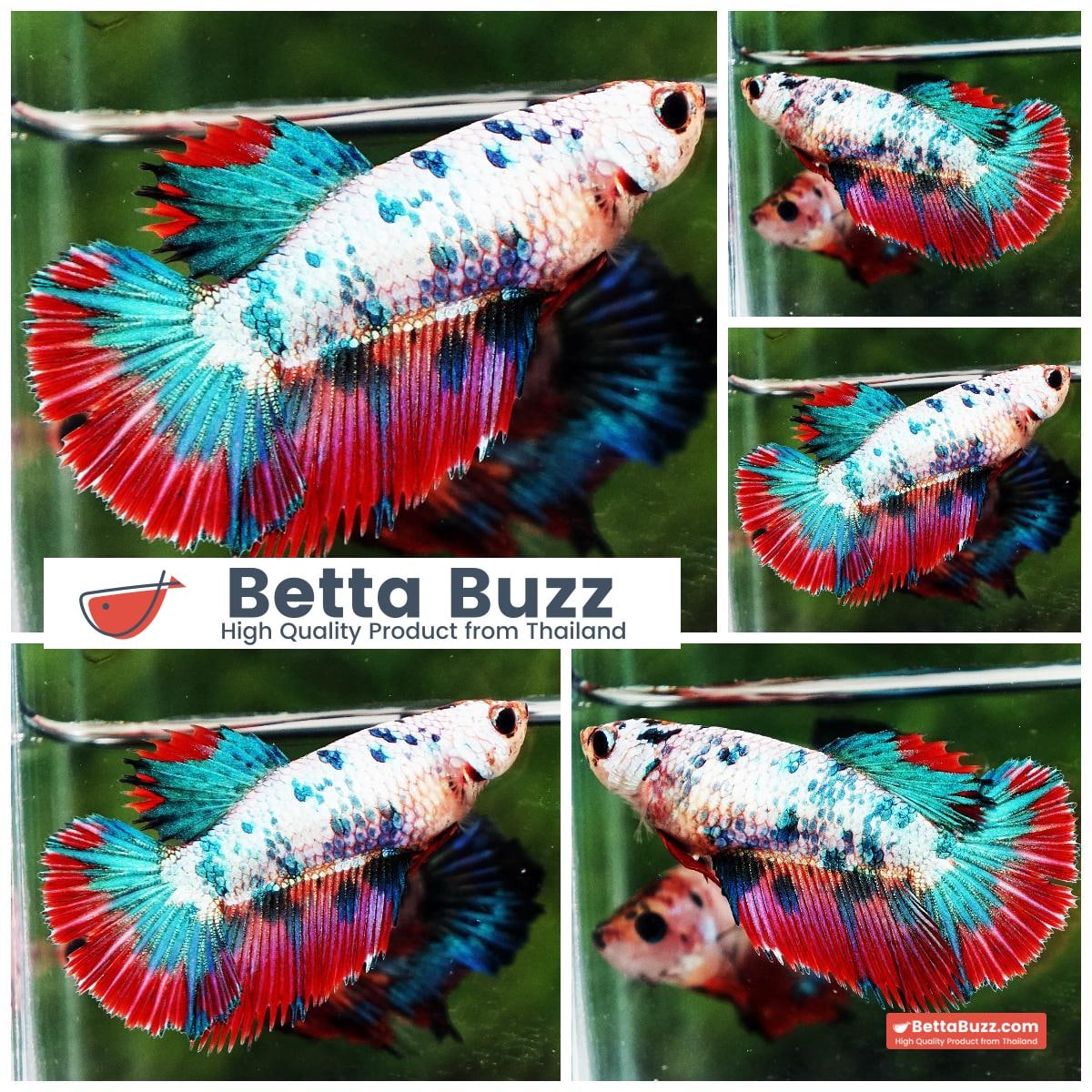 Betta fish Female HM Magical Pink Blue Marble