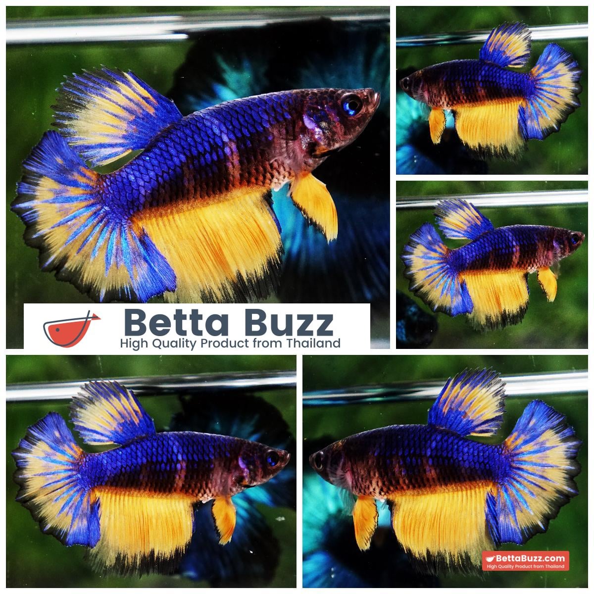 Betta fish Female HM Rosetail Blue Mustard Gas Black Ring