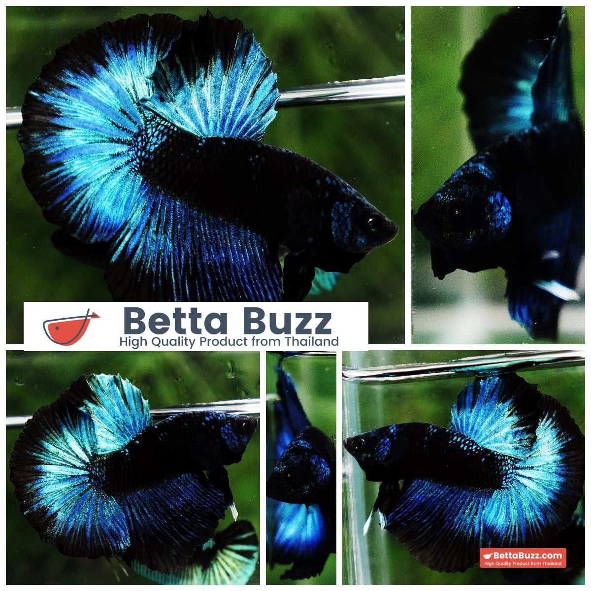 Betta fish HM Helmet Blue Samurai Black Ring (Rare)