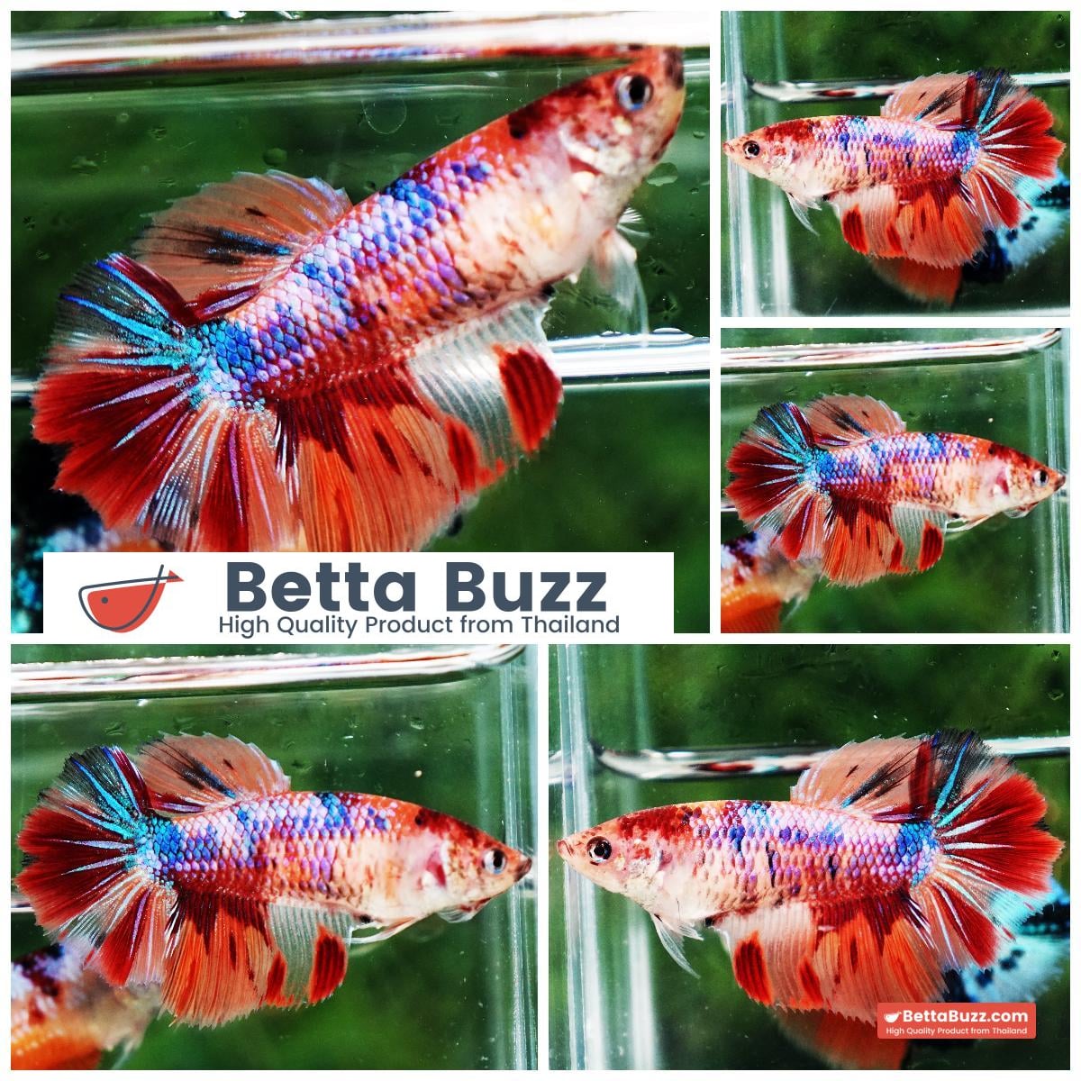 Betta fish Female HM Multicolor Rainbow Candy