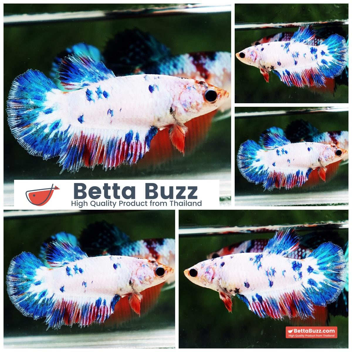 Betta fish Female HM Fancy Captian America Marble