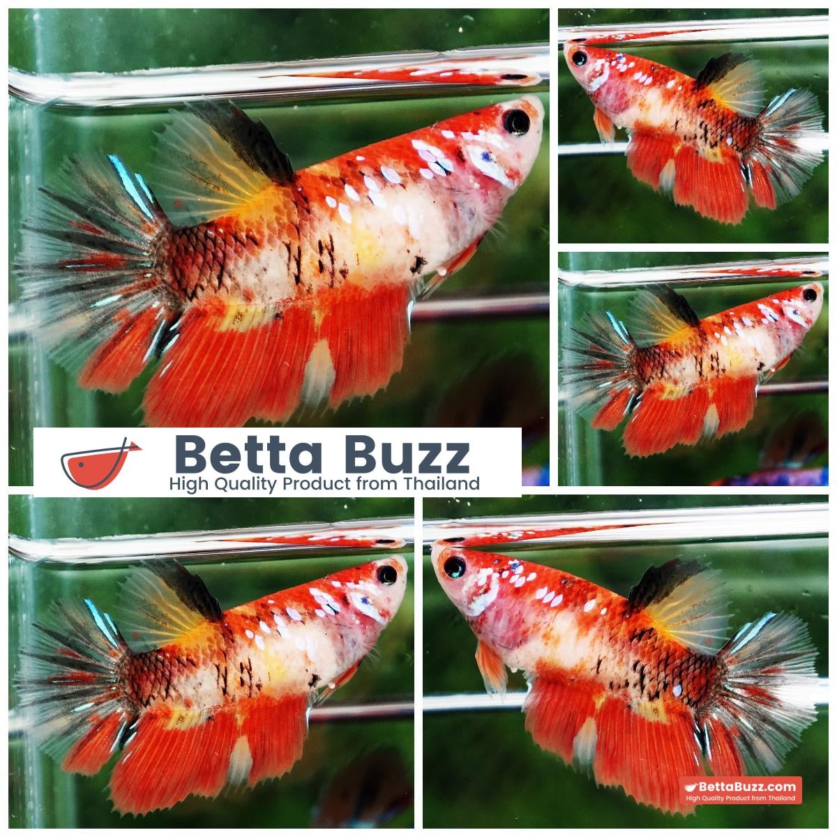 Betta fish Female HM Candy Phoenix Yellow Base
