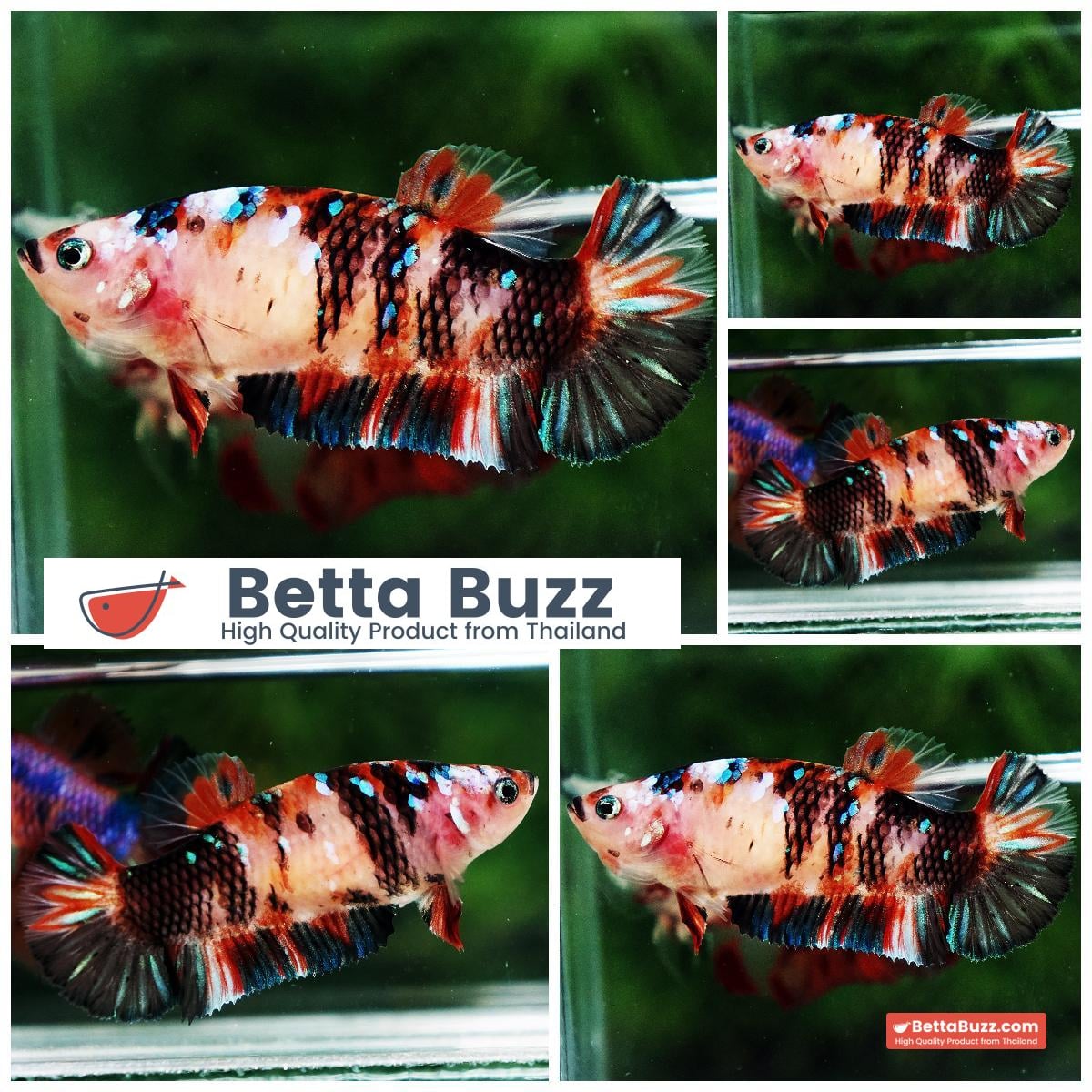 Betta fish Female HMPK Prince of Tiger Star