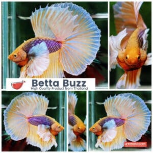 Betta fish OHM Pink Pineapple Big Dumbo