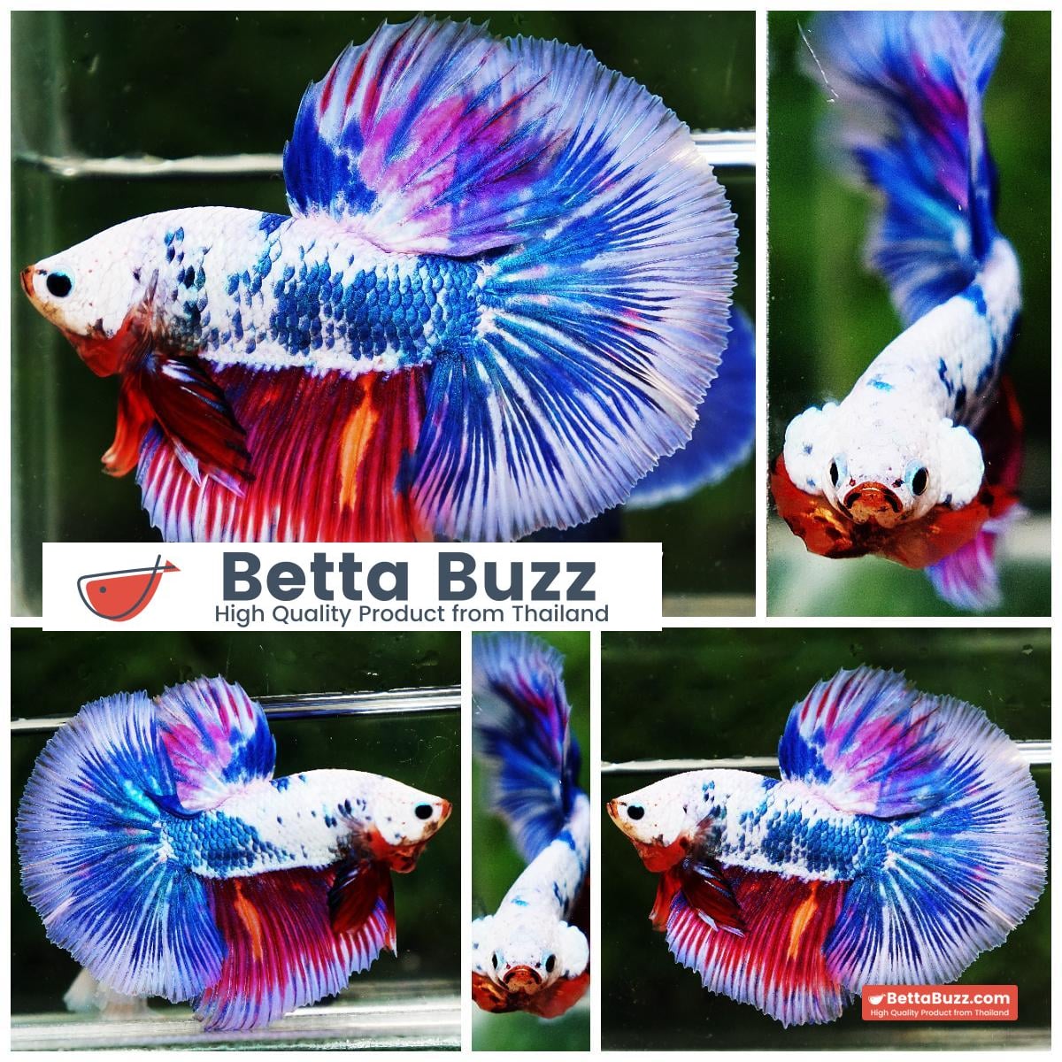 Betta fish HM Magical Pink Blue Marble