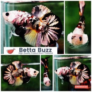 Betta fish HMPK Helmet Copper Tiger