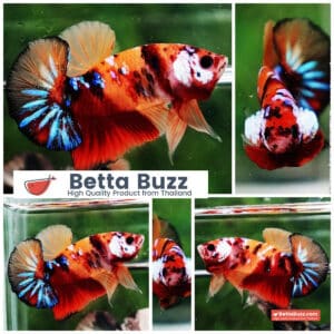 Betta fish HMPK Original Candy Nemo