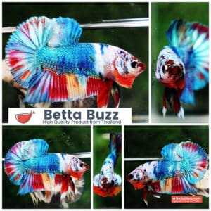 Betta fish HMPK Prince of Emerald Candy