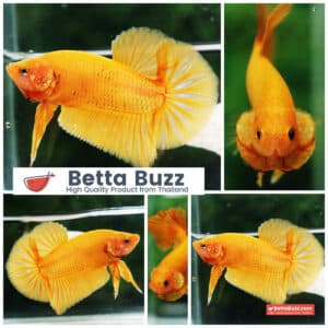 Betta fish HMPK Super Yellow