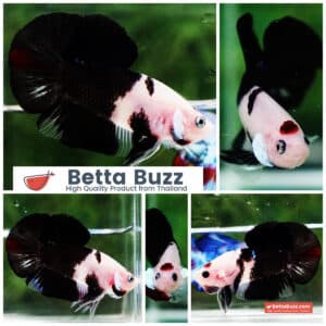 Betta fish HMPK Dalmatian Koi