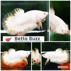Betta fish HMPK Sparkle Platinum Dragon
