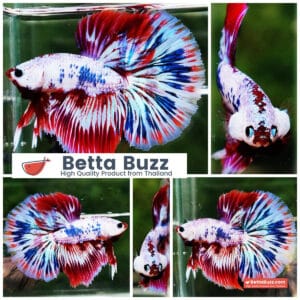 Betta fish HM Fancy Captian America